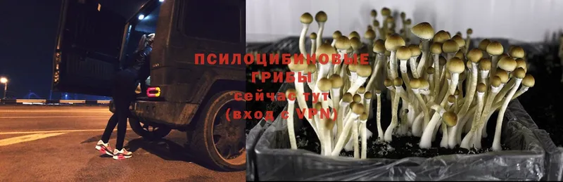 закладки  Бакал  Псилоцибиновые грибы Psilocybe 